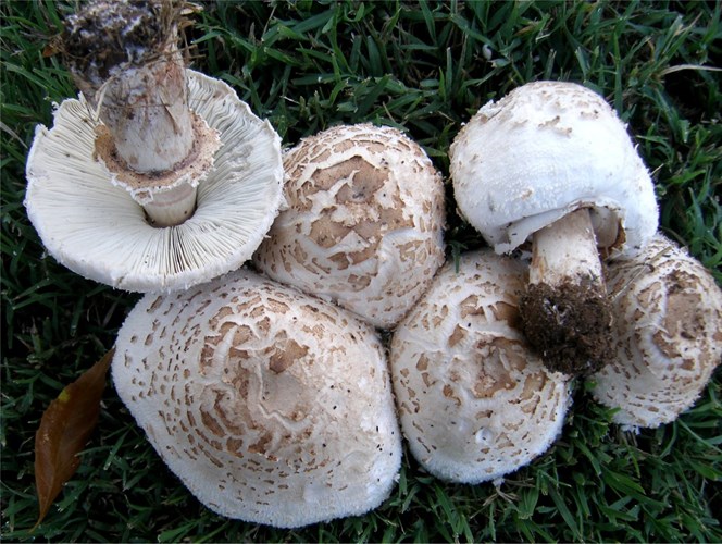 nhận biết nấm độc - hình minh họa 12