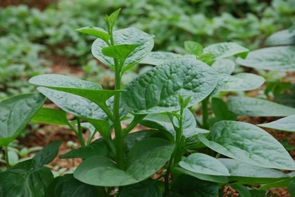 trị táo bón cho người già