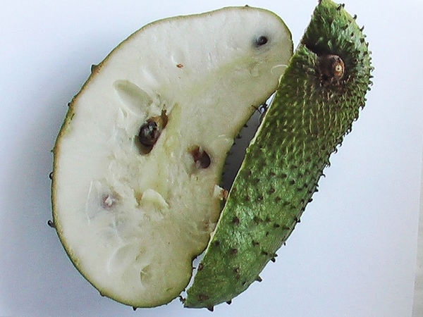 mãng cầu xiêm