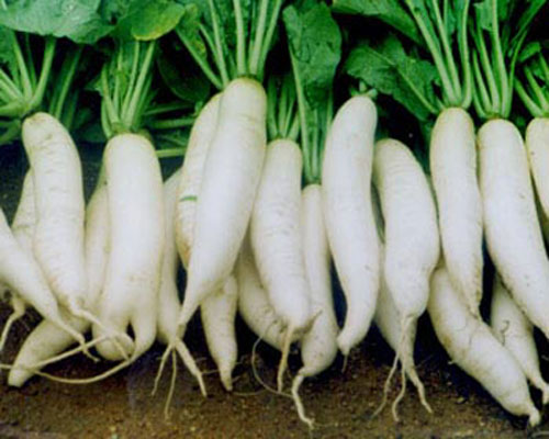 chữa nhiệt miệng tại nhà