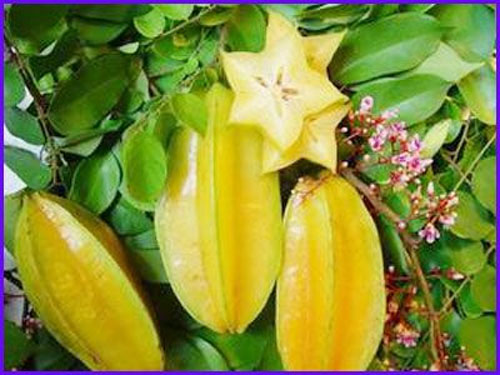 chữa nhiệt miệng tại nhà - hình minh họa 3