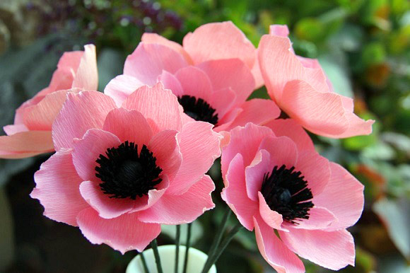 hoa poppy giấy - hình minh họa 6