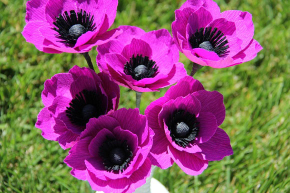 hoa poppy giấy - hình minh họa 7