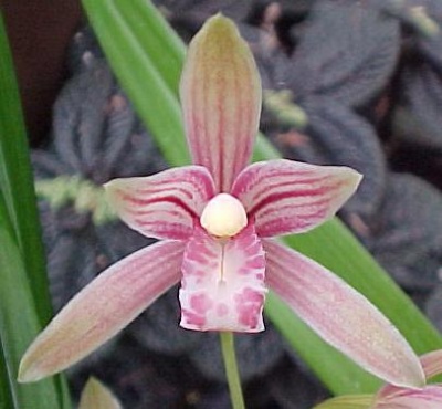 Cymbidium Ensifolium Swartz (Mặc lan)