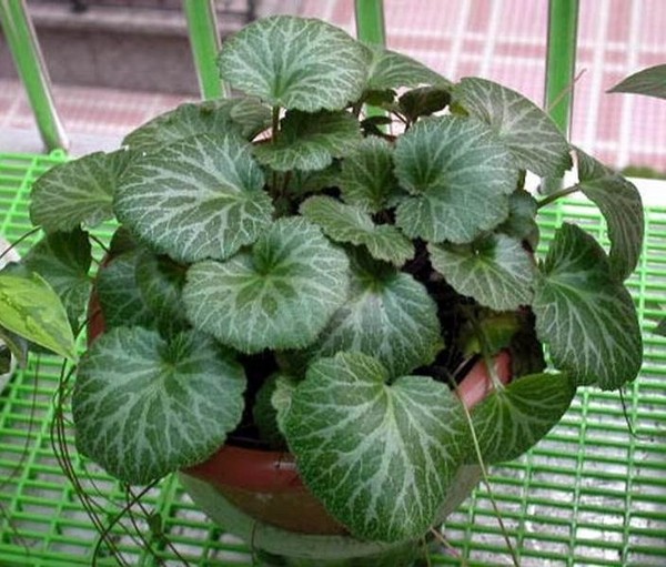 Trang trí phòng làm việc phù hợp với các cung Hoàng đạo 4 Gợi Ý Trang Trí Góc Làm Việc - hình minh họa 4