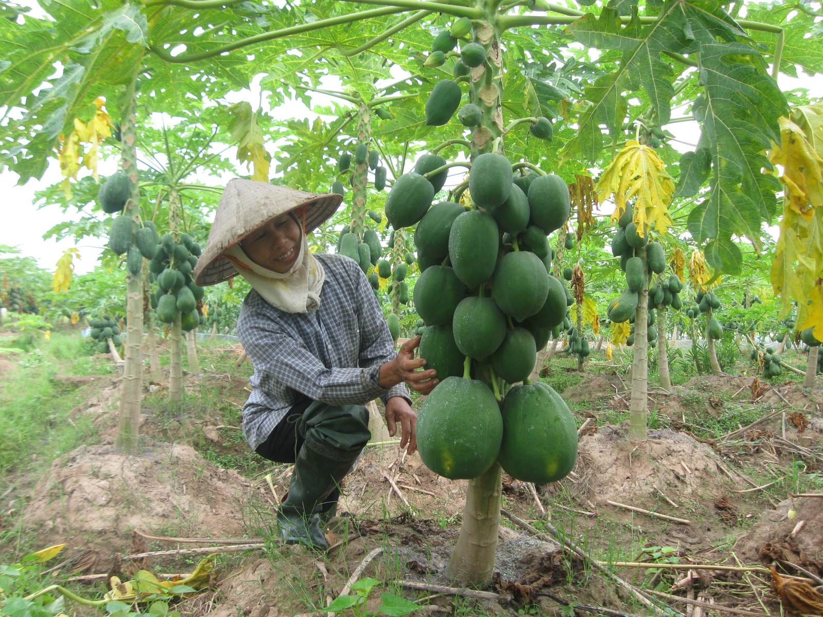 thực phẩm lợi sữa sau sinh