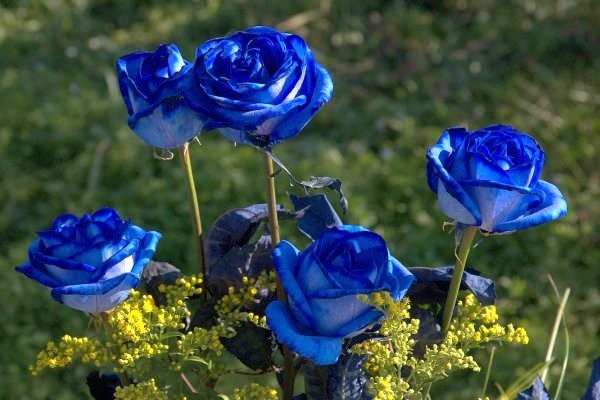 Vẻ đẹp rực rỡ và những ẩn