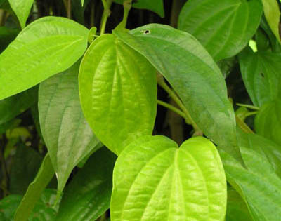 Cạo Gió Phương Pháp Dân Gian Ấm - hình minh họa 2