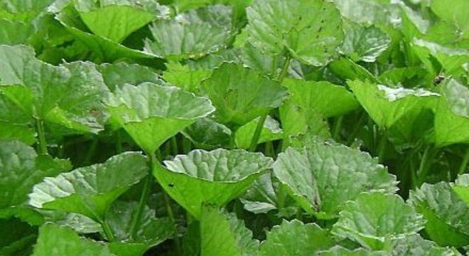 thực phẩm ăn nhiều gây hại